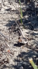 Ctenophorus adelaidensis