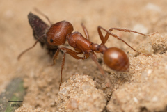 Pogonomyrmex subnitidus