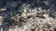 Ctenophorus adelaidensis