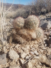 Escobaria alversonii