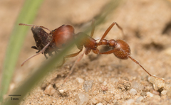 Pogonomyrmex subnitidus