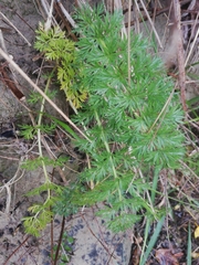 Anisotome lyallii