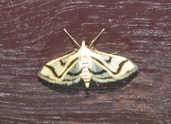 Perisyntrocha anialis