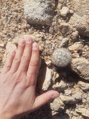 Escobaria alversonii