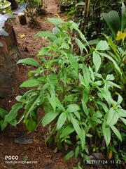 Pentas lanceolata