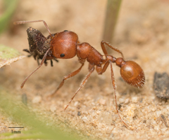Pogonomyrmex subnitidus
