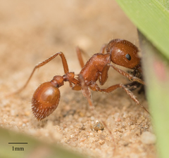 Pogonomyrmex subnitidus