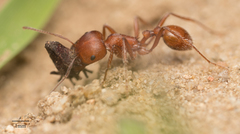 Pogonomyrmex subnitidus