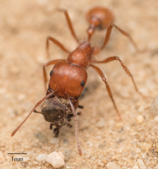 Pogonomyrmex subnitidus