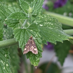 Pyrausta aurata