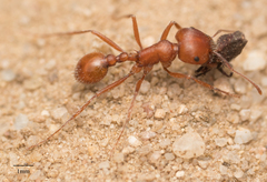 Pogonomyrmex subnitidus