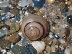 Ponderconcha murphyi
