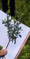 Salix foetida