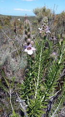 Hemiphora bartlingii