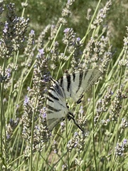 Iphiclides