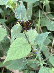 Metisella