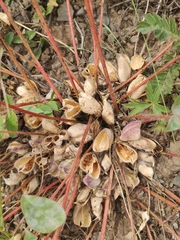 Astragalus schanginianus