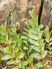 Astragalus schanginianus