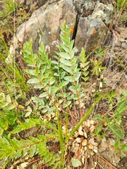 Astragalus schanginianus