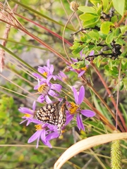 Melitaea latonigena