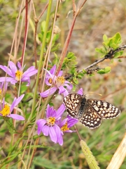 Melitaea latonigena