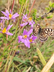 Melitaea latonigena