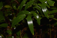 Geitonoplesium cymosum