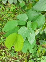 Bauhinia acuminata