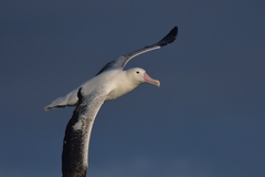 Diomedea epomophora epomophora