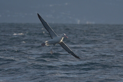 Diomedea epomophora epomophora