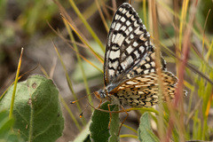 Melitaea latonigena
