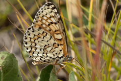 Melitaea latonigena