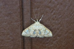 Neoanalthes contortalis