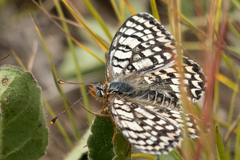 Melitaea latonigena