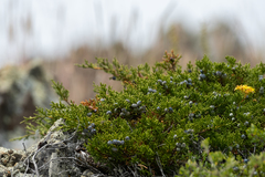 Juniperus sabina