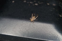 Svistella bifasciata