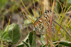 Melitaea latonigena