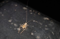 Svistella bifasciata