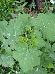 Solanum xanthophaeum