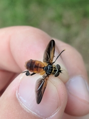 Trichopoda lanipes