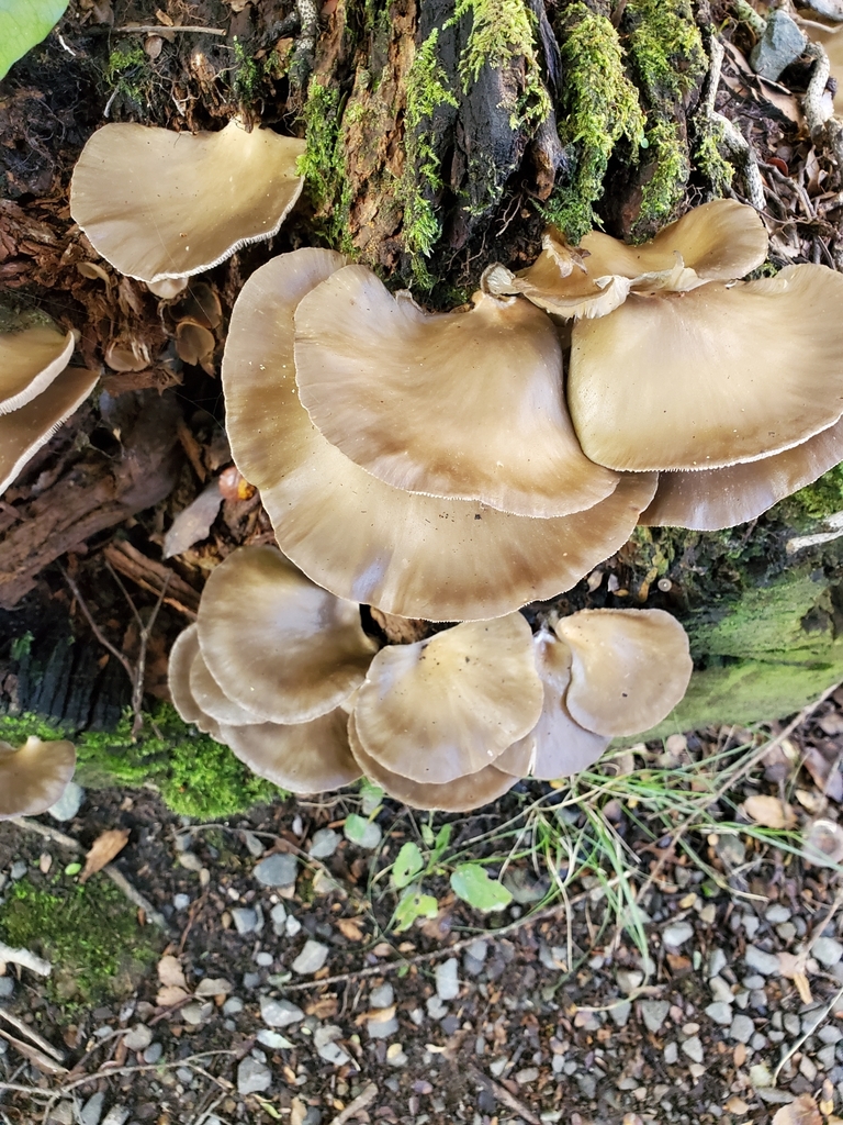 Oyster Mushrooms from Eastbourne, Lower Hutt 5013, New Zealand on July