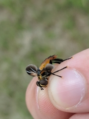 Trichopoda lanipes