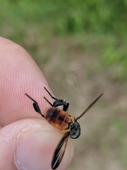 Trichopoda lanipes