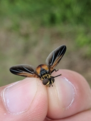 Trichopoda lanipes