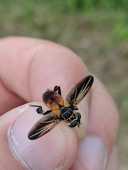 Trichopoda lanipes