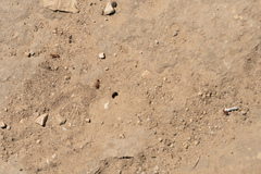 Pogonomyrmex subnitidus