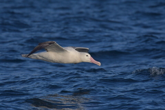 Diomedea epomophora epomophora