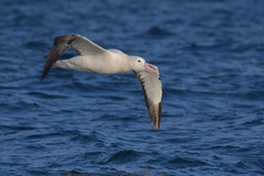 Diomedea epomophora epomophora