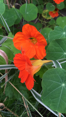 Tropaeolum majus