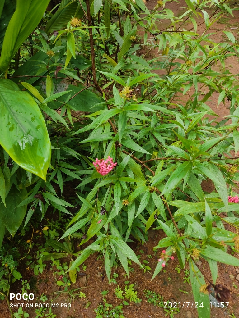 Panama rose from Konnakuzhy, Kerala, India on July 24, 2021 at 11:57 AM ...